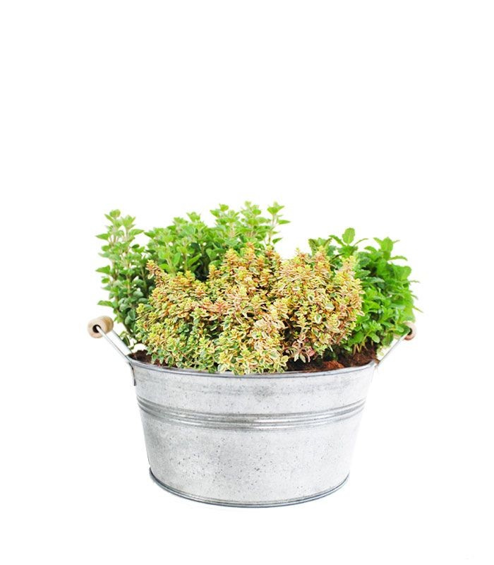 Tris origano, menta mojito e timo limone