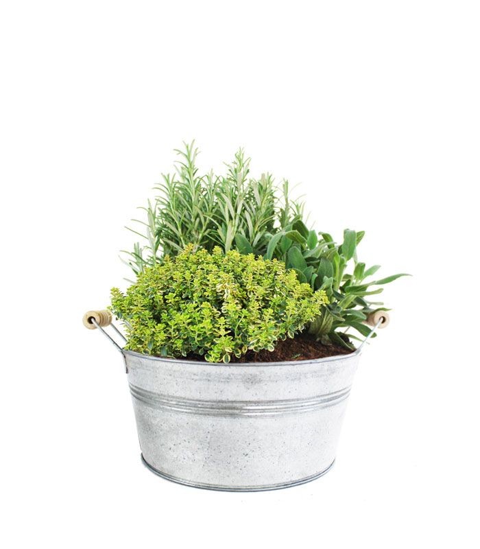 Tris rosmarino, timo limone e salvia