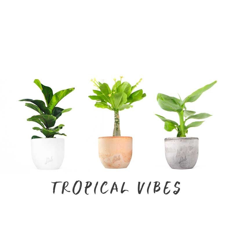 Tropical Vibes Pack
