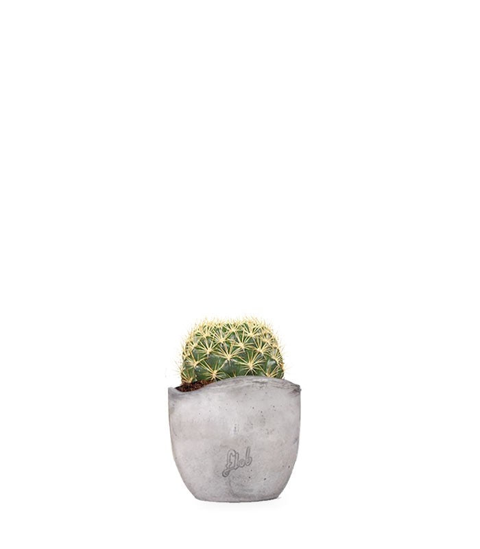 Weingartia