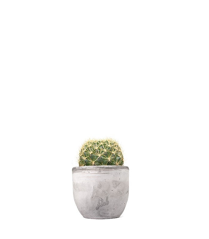 Weingartia