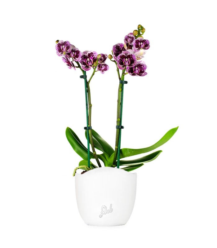 Phalenopsis Rood Scarlet
