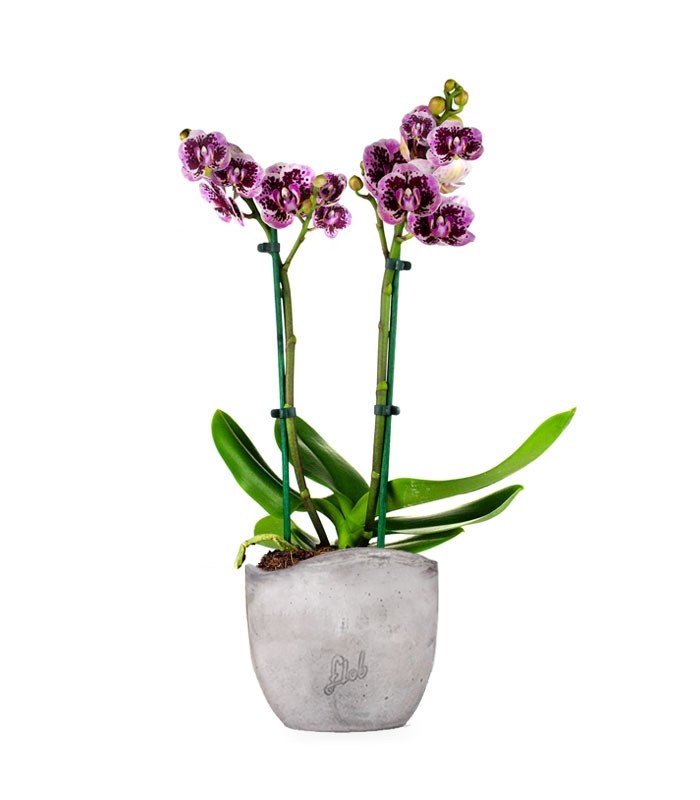 Phalenopsis Rood Scarlet