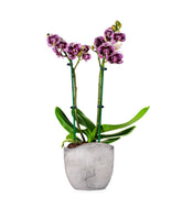 Phalenopsis Rood Scarlet