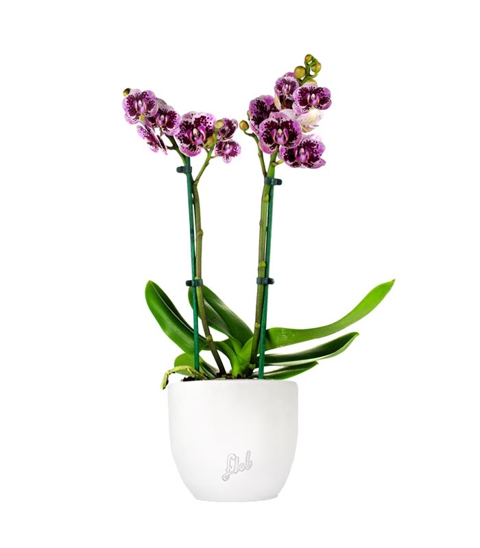 Phalenopsis Rood Scarlet