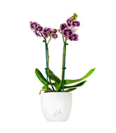 Phalenopsis Rood Scarlet