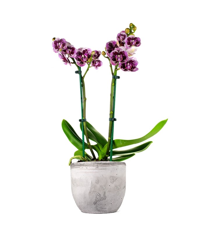 Phalenopsis Rood Scarlet