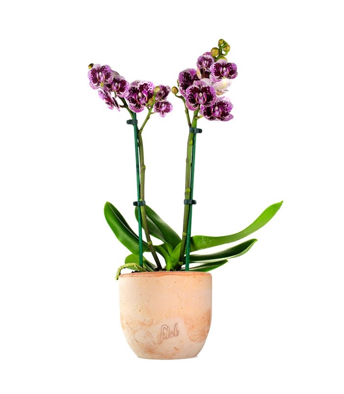 Phalenopsis Rood Scarlet