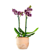 Phalenopsis Rood Scarlet