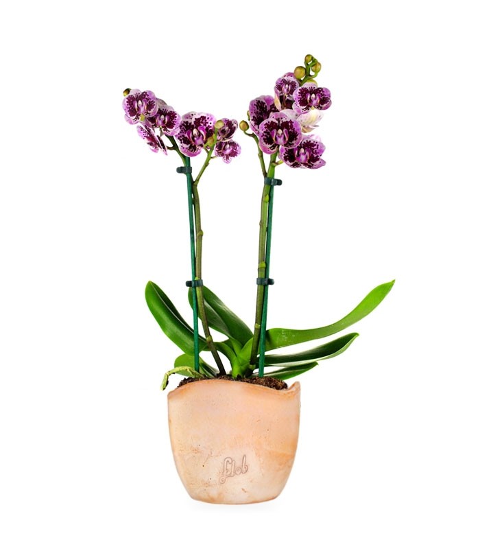 Phalenopsis Rood Scarlet