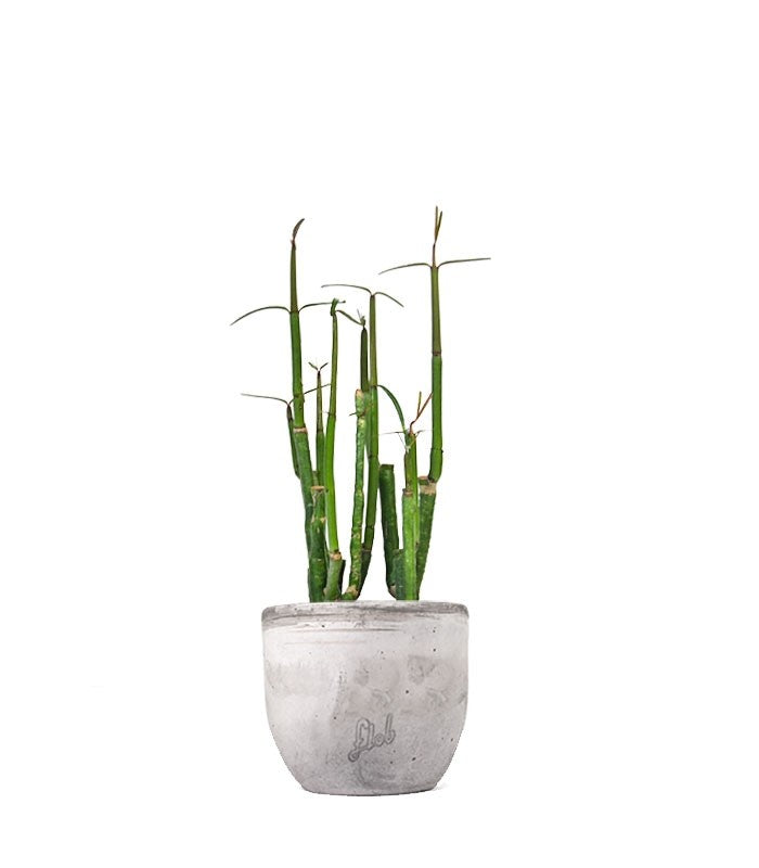Ceropegia Dichotoma