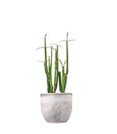 Ceropegia Dichotoma