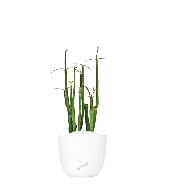 Ceropegia Dichotoma