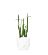 Ceropegia Dichotoma