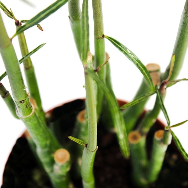 Ceropegia Dichotoma