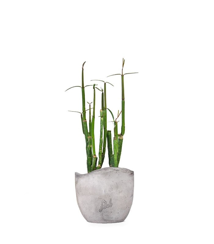 Ceropegia Dichotoma