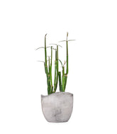 Ceropegia Dichotoma