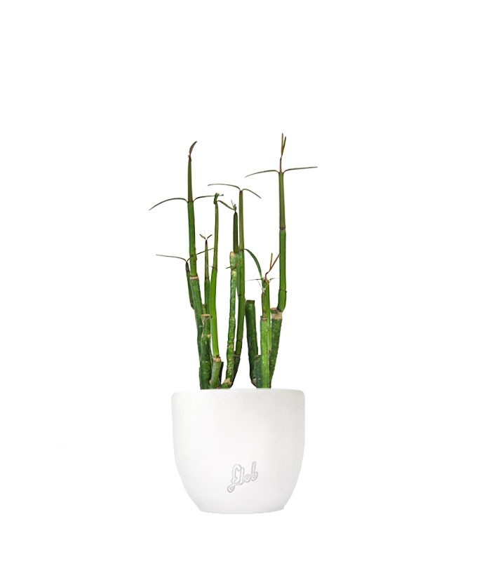 Ceropegia Dichotoma