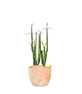 Ceropegia Dichotoma