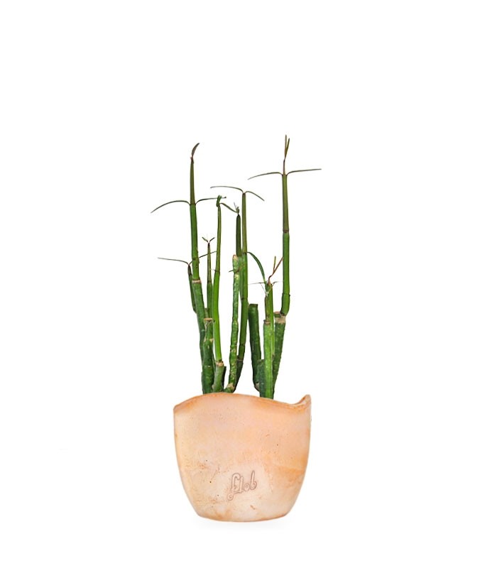 Ceropegia Dichotoma