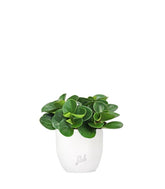Peperomia obtusifolia | Red Canyon