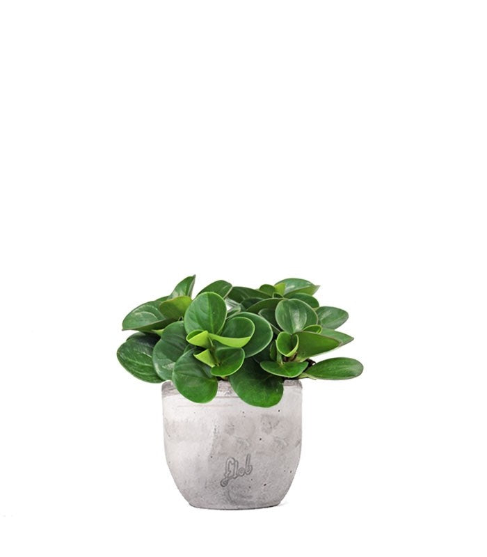 Peperomia obtusifolia | Red Canyon