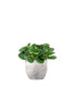 Peperomia obtusifolia | Red Canyon
