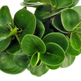 Peperomia obtusifolia | Red Canyon