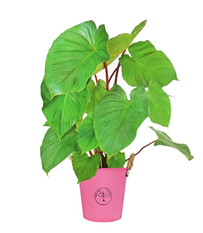 Homalomena v. 17