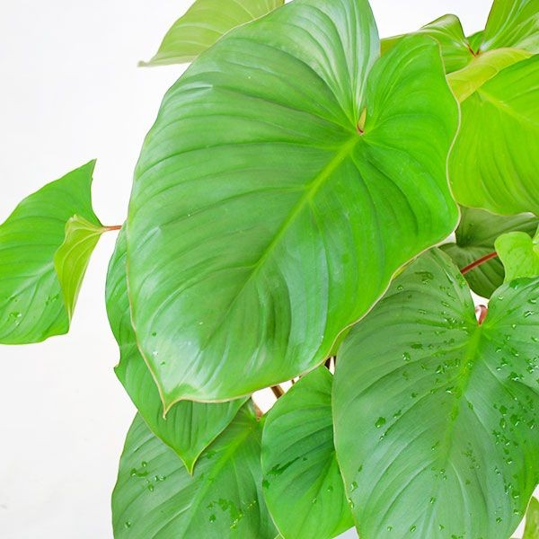 Homalomena v. 17