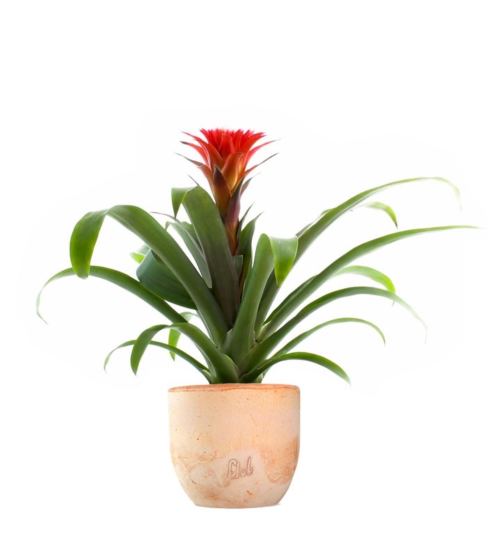Guzmania Hope