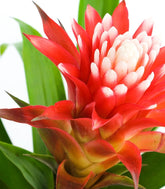 Guzmania Hope