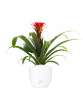 Guzmania Hope