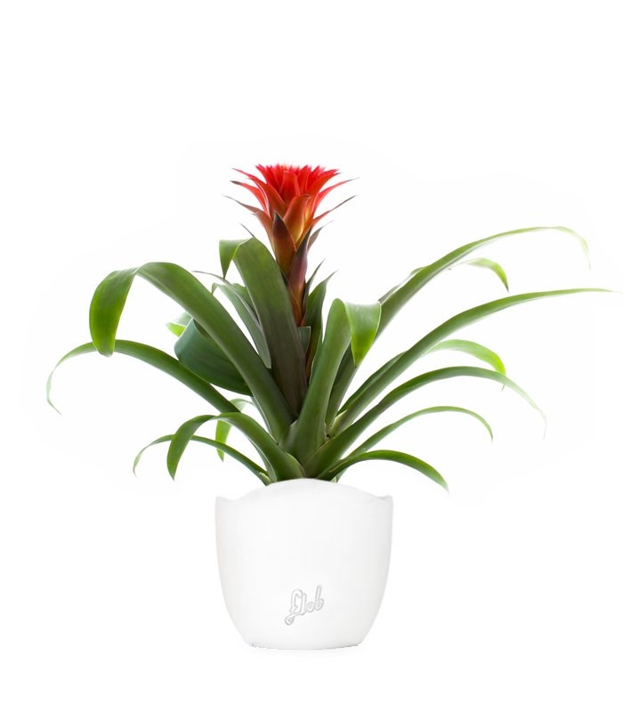 Guzmania Hope