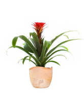 Guzmania Hope
