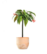 Begonia Tamaya 