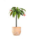 Begonia Tamaya 