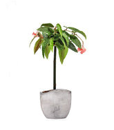 Begonia Tamaya 