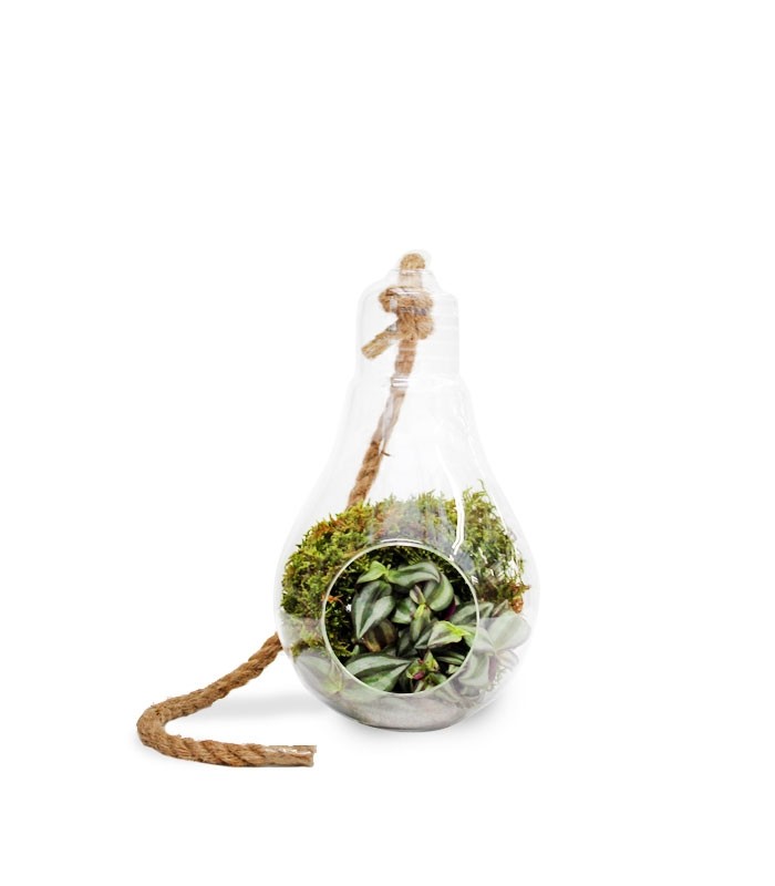 Lampadina con tradescantia