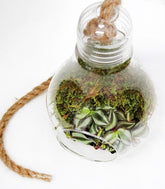 Lampadina con tradescantia