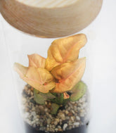 Sygonium rosa in terrarium con led
