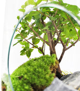 Bonsai Olmo in terrario