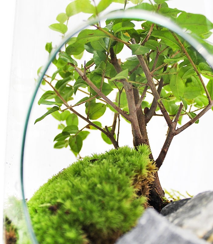 Bonsai Olmo in terrario
