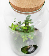 Bonsai Olmo in terrario