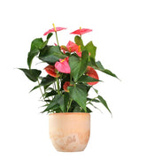 Anthurium rosa