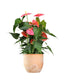 Anthurium rosa
