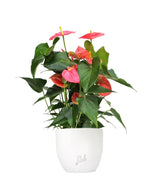 Anthurium rosa