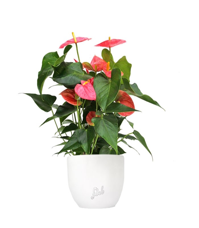 Anthurium rosa