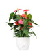 Anthurium rosa