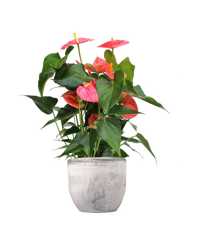 Anthurium rosa